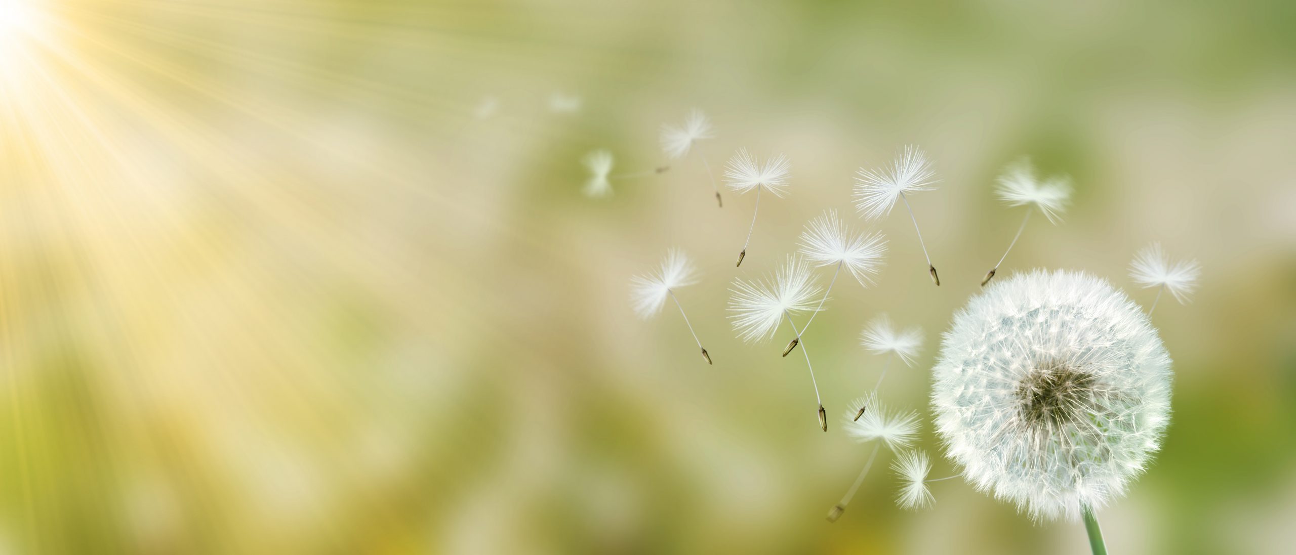 Pusteblumen im Licht als Symbol für ganzheitliche, natürliche Therapie